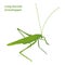 Long-horned grasshopper, insect vector illustration