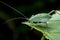 Long-horned Grasshopper/Tettigonia Viridissima