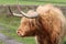 Long Horned Highland Cattle