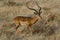 Long-horned impala male, Kenya