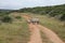 Long Horned White Rhino Blocking road