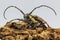 The long hornets insects in grasshopper forum