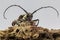 The long hornets insects in grasshopper forum