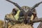 The long hornets insects in grasshopper forum