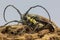 The long hornets insects in grasshopper forum