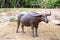 Long horns buffalo, water buffalo, Thailand