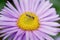 The long hoverfly on aster flower