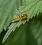 Long hoverfly on nettle leaf