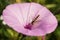 Long Howerfly on Saltmarsh Morning Glory