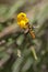 Long Howerfly on yellow Buttercup flower