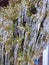 Long icicles evergreen thuja branches close-up Water ice leaves bush tree winter