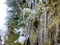 Long icicles evergreen thuja branches close-up Water ice leaves bush tree winter