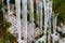 Long icicles hang down in the forest