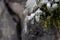 Long icicles hanging at a stone wall from green leaves and dripping water as icicle macro and snowy winter after frosty blizzard