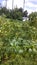 Long indian greeen and red chilli tree harvesting with red chilli in  field