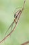 Long-jawed Orb Weaver