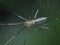 long-jawed orb weaver spider spread their legs on the web