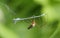 A Long-jawed Orb-weaver Spider Tetragnatha sp eating a damselfly that has been caught in its web.