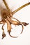 Long-jawed Orb-weaver Spiders, Long-jawed Orb Weaver Spider, Tetragnatha montana