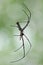 The long-jawed orb weavers or long jawed spiders