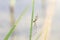 Long Jawed Orbweaver Spider Tetragnatha Lying in Wait on a Reed