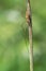 Long Jawed Spider (Tetragnatha Extensa)