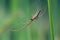 Long Jawed Spider (Tetragnatha Extensa)