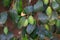 Long jujube fruits hanging under plant