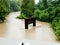 Long King Creek Flooding Hurricane Harvey
