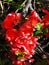 Long last blossom on a quince bush in my garden