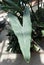 The long leaf of Alocasia Zebrina Tiger Elephant ear