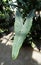 The long leaf of Alocasia Zebrina Tiger Elephant ear plant