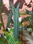 A long leaf of Philodendron Spiritus Sancti, one of the rarest tropical plants in the world