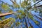 Long-Leaf Pine Forest Canopy