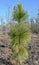 Long Leaf Pine Tree in `Bottle Stage`