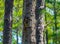 Long leaf pine tree - Pinus palustris with red cockaded woodpecker - Leuconotopicus borealis - man made cavity in central Florida