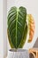 Long leaf of tropical \\\'Philodendron Melanochrysum\\\' houseplant