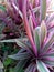 The long-leafed shell pineapple ornamental plant is purple and green