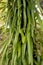Long leaved felt fern plant