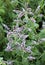 Long-leaved mint (Mentha longifolia) grows in nature