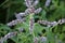 Long-leaved mint (Mentha longifolia) grows in nature