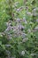 Long-leaved mint (Mentha longifolia) grows in nature