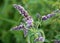 Long-leaved mint (Mentha longifolia) grows in nature