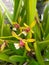 Long-leaved orchid Cymbidium Finlaysonianum species