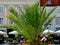 Long leaved potted fresh green palm tree close-up. restaurant terrace in urban setting background