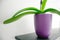 Long leaves of dormant orchid plant in purple pot, close-up