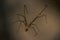 Long leg spider silhouette isolated on dark background