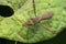 Long leg stink bug, Satara, Maharashtra, India. Family Pentatomidae