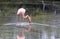 Long Leg Wading Flamingo