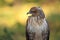 Long-legged buzzard